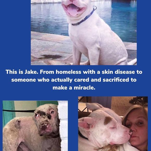 ST FRANCIS TAG MEDAL WITH STERLING NECKLACE & CARDS PET CHARITY - Picture 9 of 15